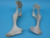 Cow Pelvic Bone - 1172-50 (Y2PXX)
