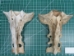 Cow Bones: Assorted (lb) - 1172-LB (Y2PRE)