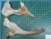 Cow Bones: Assorted (lb) - 1172-LB (Y2PRE)