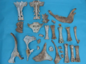 Cow Bones: Assorted (lb) 
