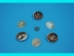 Cleaned Turbo Shell Operculum - 1216-10 (Y1GRC)