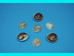 Cleaned Turbo Shell Operculum 