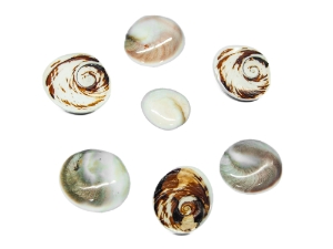 Polished Turbo Shell Operculum 