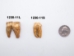 Fossil Cave Bear Teeth: Large - 1230-11L (Y2DC01)