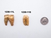 Fossil Cave Bear Teeth: Large - 1230-11L (V1)