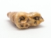 Fossil Cave Bear Teeth: Large - 1230-11L (Y2DC01)