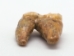 Fossil Cave Bear Teeth: Large - 1230-11L (Y2DC01)