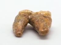 Fossil Cave Bear Teeth: Small 