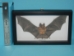 Framed Blyth's Horseshoe Bat - 1234-10 (Y1ERK)