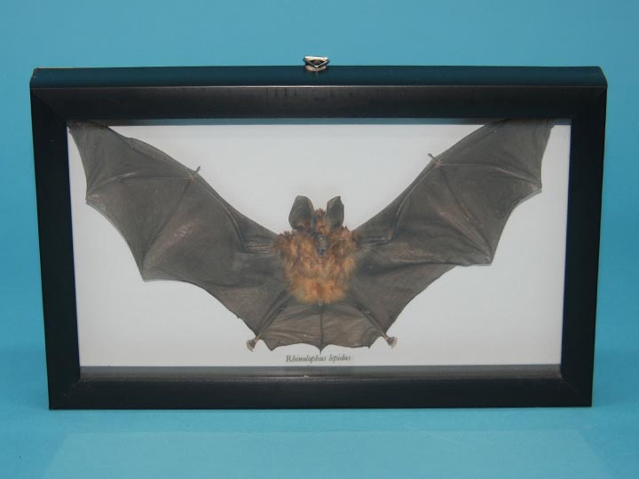 Framed Blyths Horseshoe Bat 
