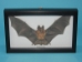 Framed Blyth's Horseshoe Bat - 1234-10 (Y1ERK)