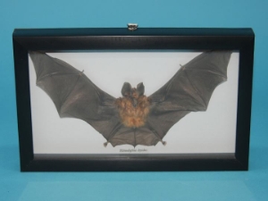 Framed Blyth's Horseshoe Bat 