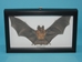 Framed Blyth's Horseshoe Bat - 1234-10 (10UF)