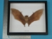 Framed Nectar-Eating Bat - 1234-20 (Y2LRJ)