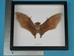 Framed Nectar-Eating Bat - 1234-20 (Y3K)