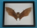 Framed Nectar-Eating Bat - 1234-20 (Y2LRJ)