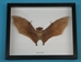 Framed Nectar-Eating Bat - 1234-20 (Y3K)
