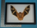 Framed Yellow Bat - 1234-40 (10UF)