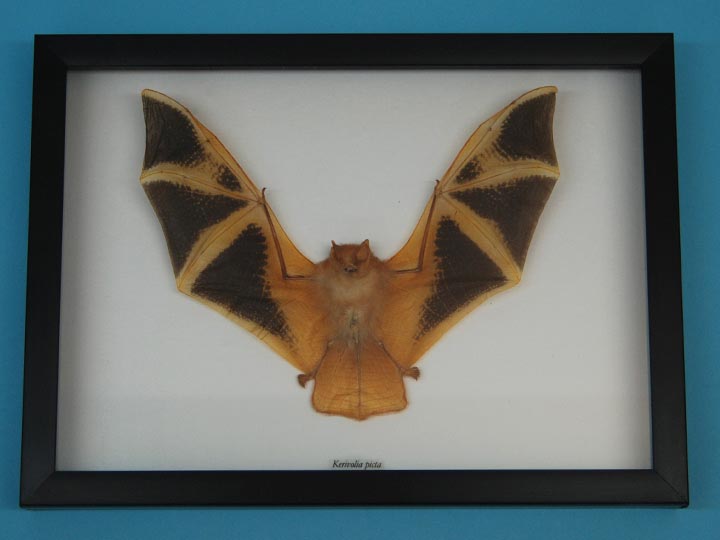 Framed Yellow Bat 