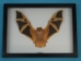 Framed Yellow Bat - 1234-40 (Y2L)