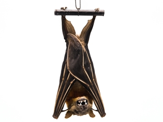 Hanging Greater Short-Nosed Fruit Bat greater short nosed fruit bat