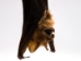 Hanging Diadem Leaf-Nosed Bat - 1235-20 (Y2LRJ)