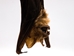 Hanging Diadem Leaf-Nosed Bat - 1235-20 (Y3K)