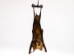 Hanging Diadem Leaf-Nosed Bat - 1235-20 (Y2LRJ)