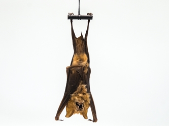 Hanging Diadem Leaf-Nosed Bat 