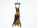 Hanging Diadem Leaf-Nosed Bat - 1235-20 (Y2LRJ)