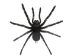 Framed Tarantula - 1237-10 (Y2L)