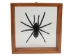 Framed Tarantula - 1237-10 (Y2L)