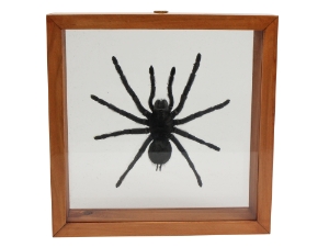 Framed Tarantula 
