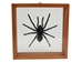Framed Tarantula - 1237-10 (Y3K)