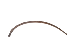 Fossil Bison Rib fossil buffalo rib