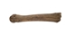 Fossil Bison Leg Bone - 1239-20 (Y1X)