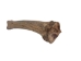 Fossil Bison Leg Bone - 1239-20 (Y1XC13)