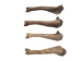 Fossil Bison Leg Bone - 1239-20 (Y1XC13)