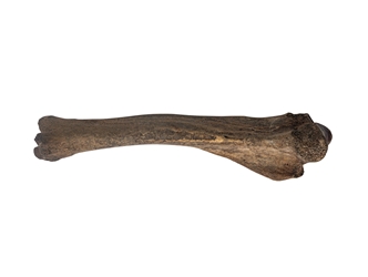 Fossil Bison Leg Bone fossil buffalo leg bone