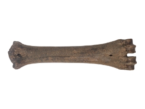 Fossil Bison Metatarsal or Metacarpal fossil buffalo toe bone