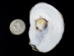 Oyster (half) Shell: Small (<3") - 124-S (Y2IC08)