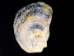 Oyster (half) Shell: Small (<3") - 124-S (Y2IC08)