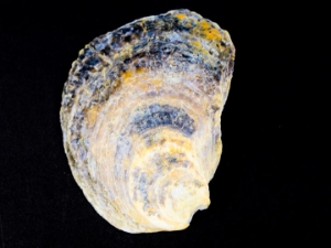 Oyster (half) Shell: Small (<3") 