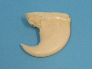 Realistic Lion Claw 