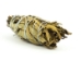 Yerba Santa Bundle: Large (8" to 9") - 1255-10-LG (Y2NRA)