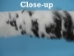 Rabbit Craft Piece: 5x80cm: Spotted - 1259-1L-0580-SP (Y2F)
