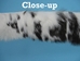 Rabbit Craft Piece: 5x80cm: Spotted - 1259-1L-0580-SP (Y2F)