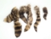 Raccoon Tail Fur Scrap (lb) - 126-T-SC-LB (Y1L)