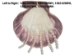 Big-Hole Pearl 3" Strand: AAA-: White: 8mm - 1262-025WH (Y1KC03)