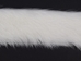 1.5&quot; White Czech Rabbit Fur Strip (ft) - 1263-RBCZWH15 (Y1J)